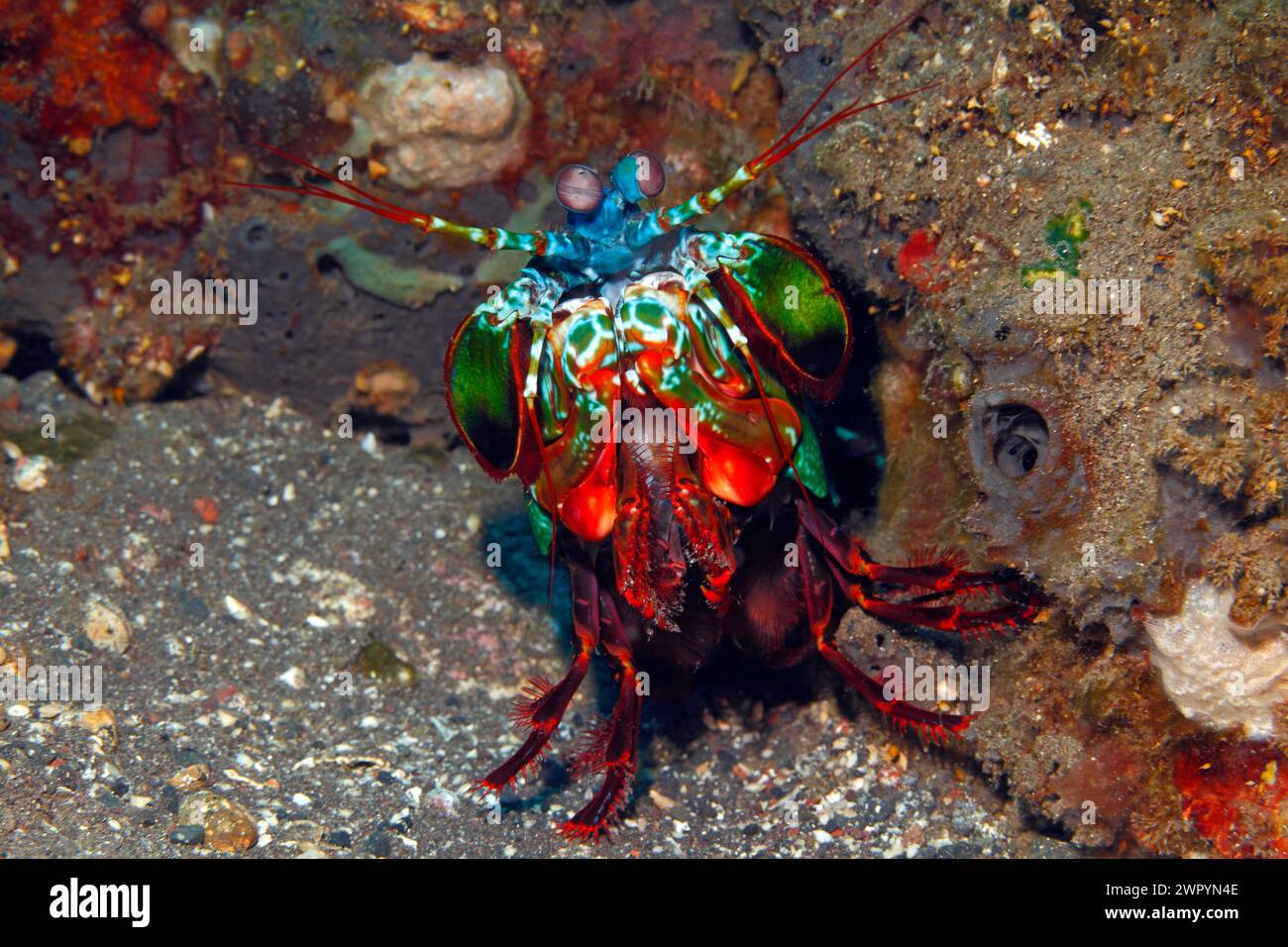 Peacock, Odontodactylus scyllarus Crevette Mantis, aussi connu en Arlequin Crevettes Mantis Mantis, peint et crevettes Crevettes Mantis Clown.Tulamben, Bali Banque D'Images