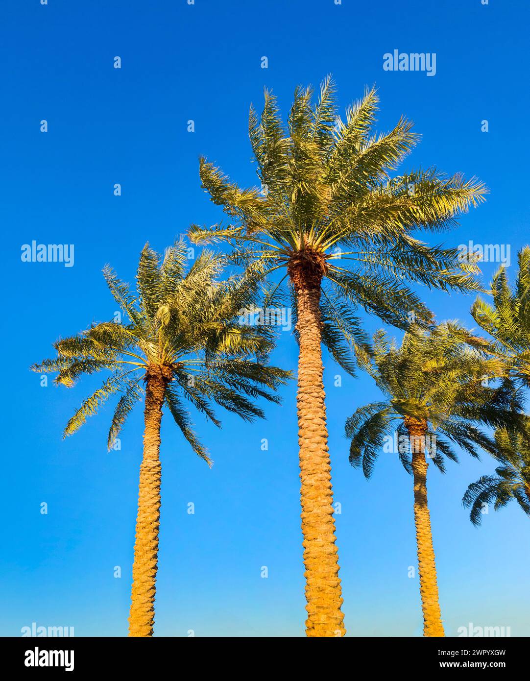 Palmiers dattiers, soleil du soir, Qatar, Doha, Banque D'Images