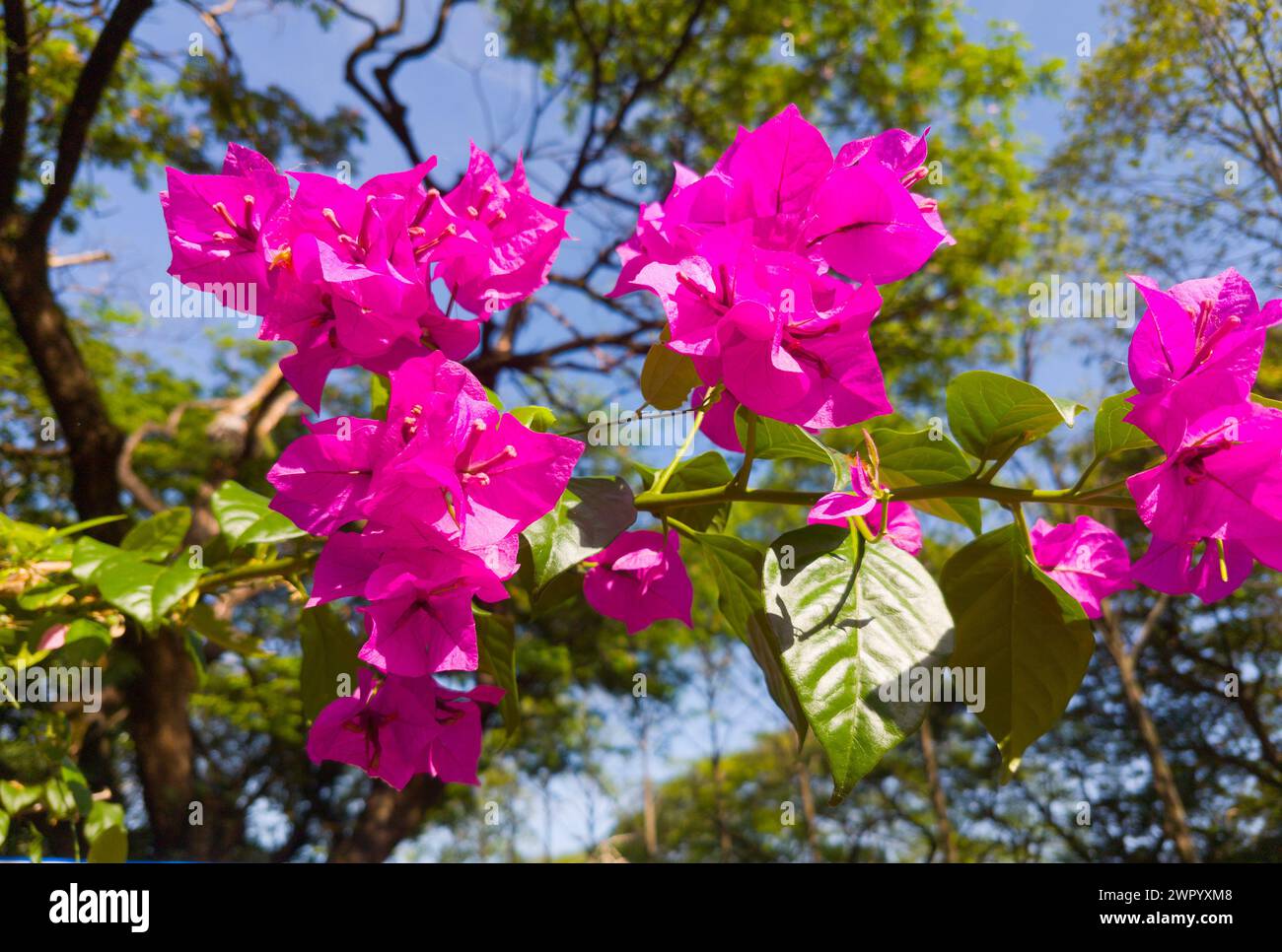 Fleurs de bougainvilliers en pleine floraison, Malaisie Banque D'Images