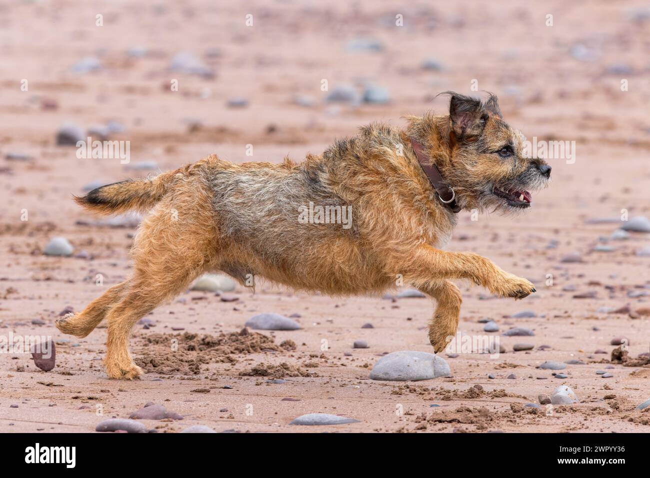 Border Terrier courant sur la plage de sable Banque D'Images
