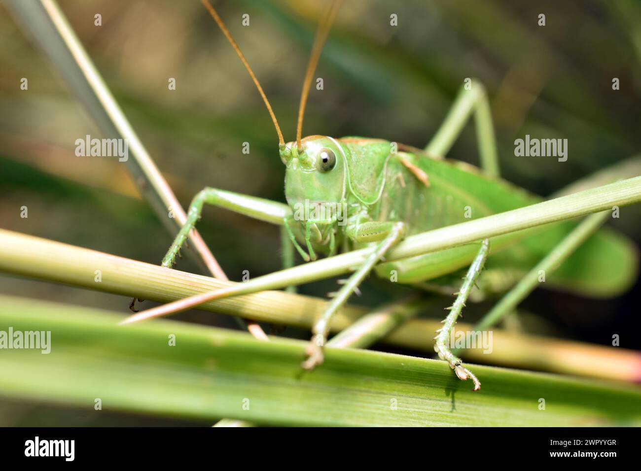 La photo montre un gros plan d'une grande sauterelle verte cachée dans l'herbe. Banque D'Images