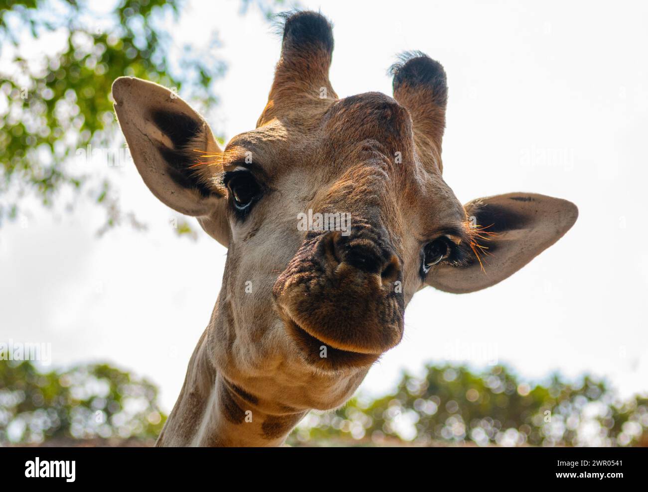 Portrait d'une girafe regardant de haut en bas Banque D'Images