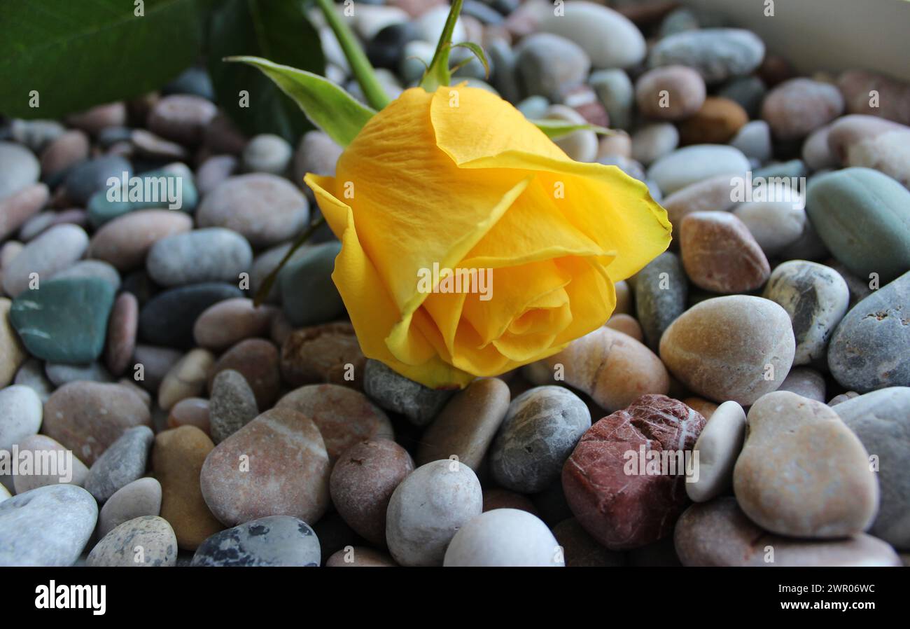 Fleurs et rochers. Rose jaune à floraison unique sur Une surface lisse de pierres Banque D'Images