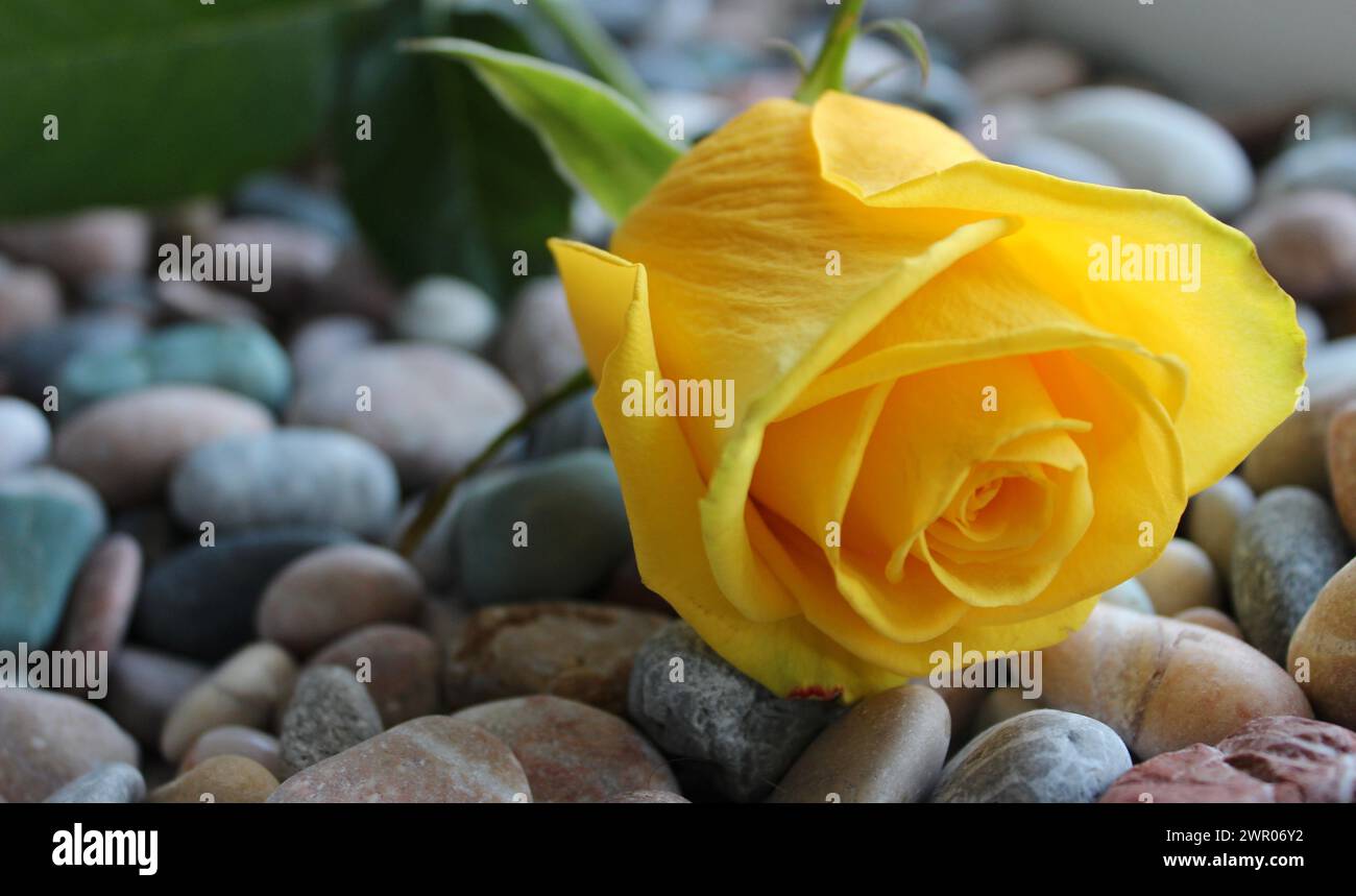 Vue rapprochée d'une rose jaune reposant sur des galets colorés Banque D'Images