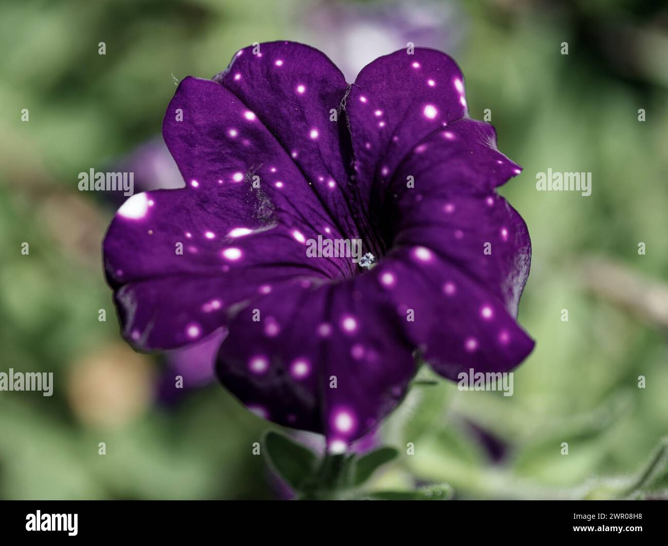 Pétunia violet avec des taches blanches, des feuilles vertes en arrière-plan. Banque D'Images