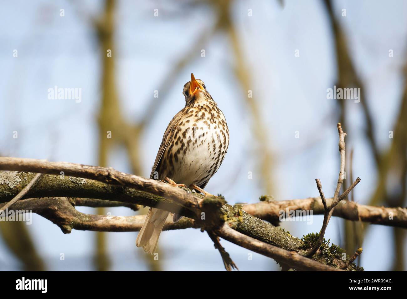 une grive sur une branche chante fort avec son bec grand ouvert au printemps Banque D'Images