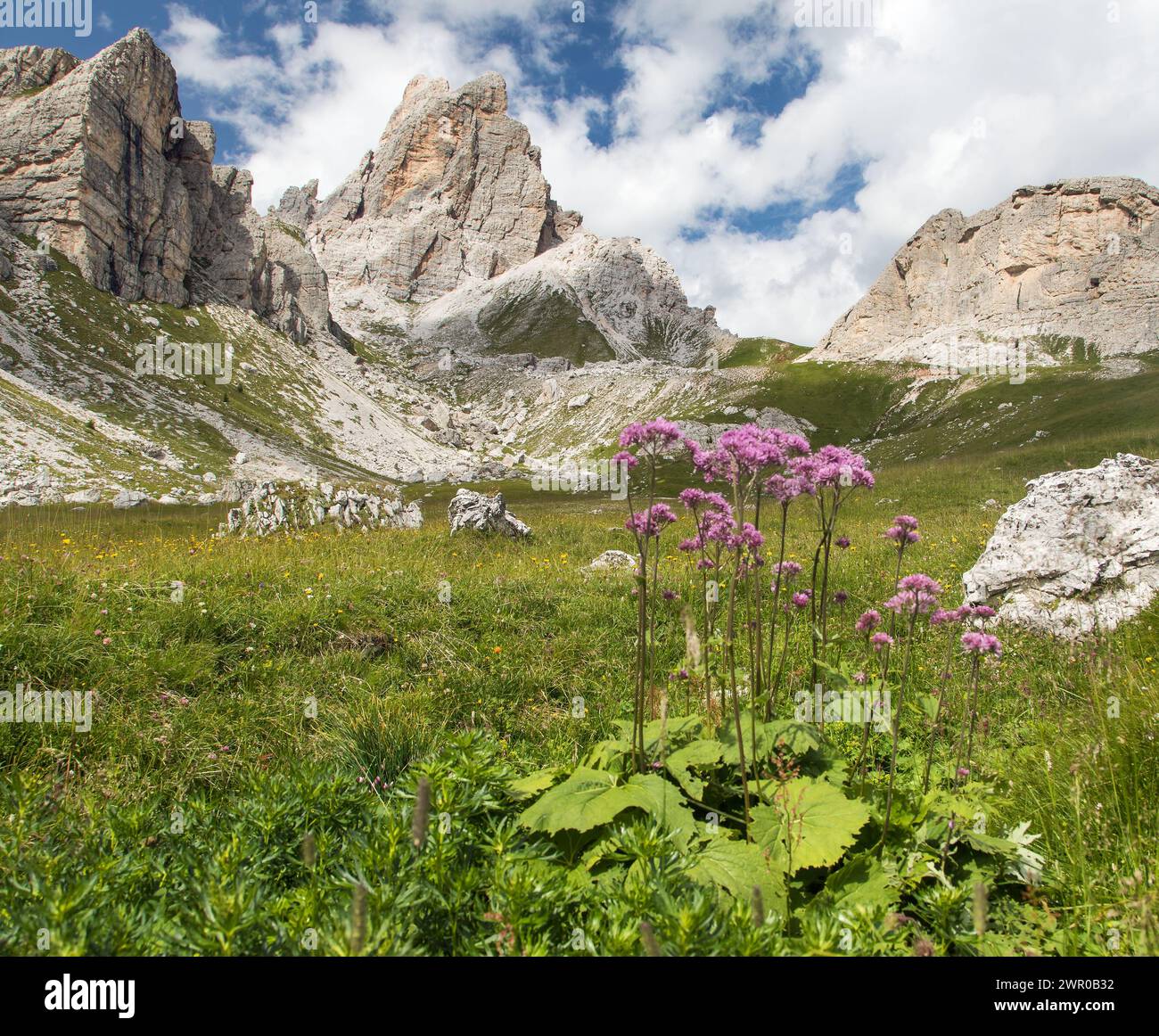 Alpes dolomites montagnes et fleurs de montagne roses ou violettes Banque D'Images