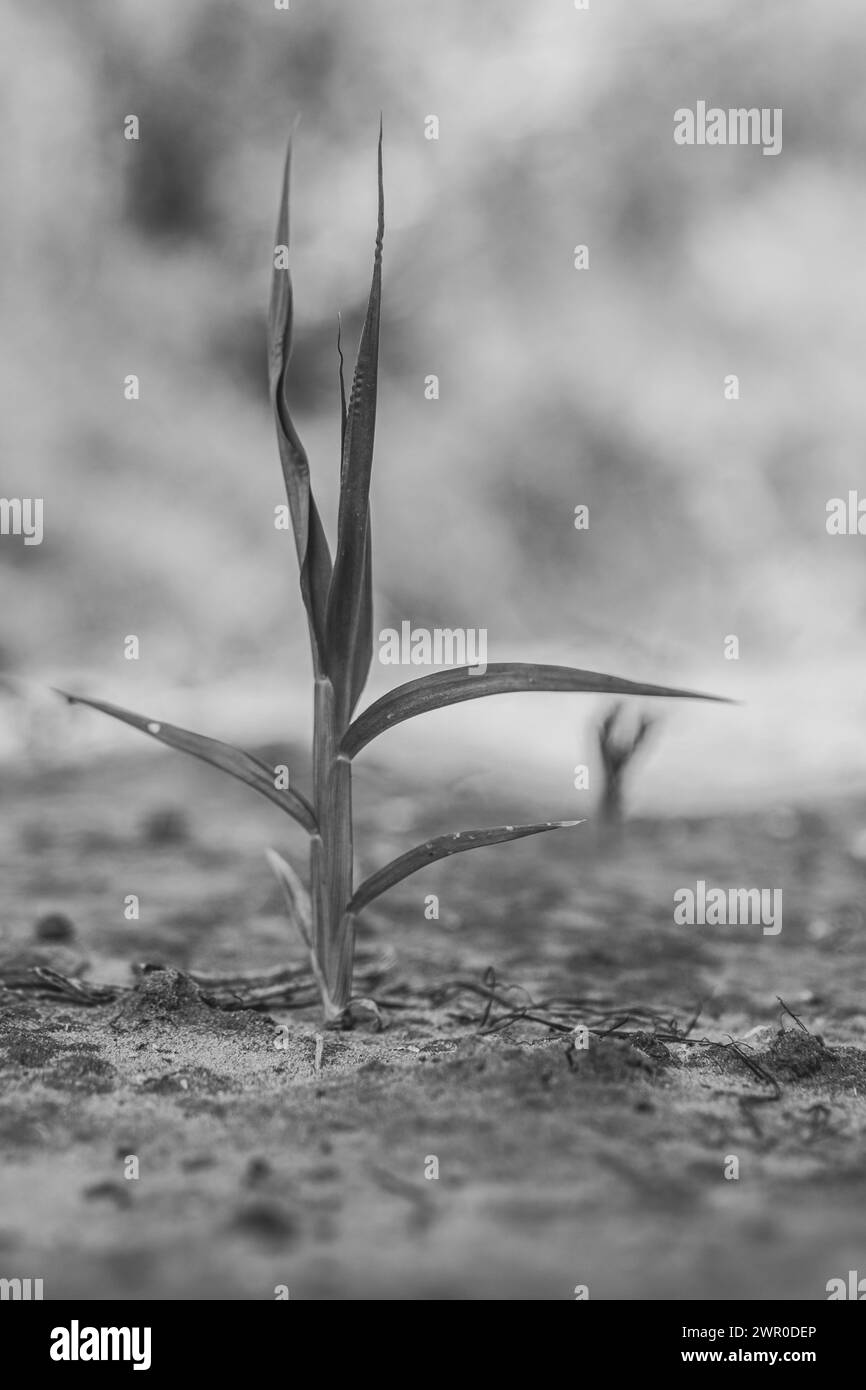 â€œSpringtime Splendor : Israelâ€™s en Bloomâ€ Banque D'Images