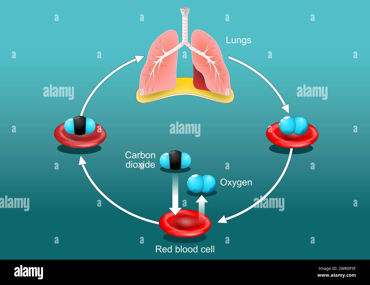 Les échanges gazeux dans le poumon humain. Globules rouges avec molécules d'oxygène et de dioxyde de carbone. Cycle de transport d'oxygène. Système respiratoire. Affiche vectorielle. Isom Illustration de Vecteur