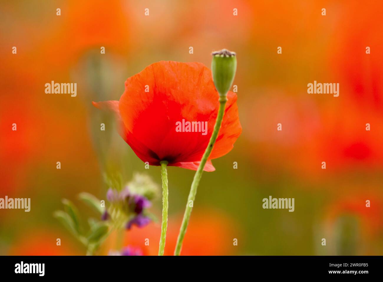 Fleur de coquelicot rouge vif avec pétales délicats, illuminé par la lumière naturelle. Le bouton vert à proximité ajoute de la profondeur Banque D'Images