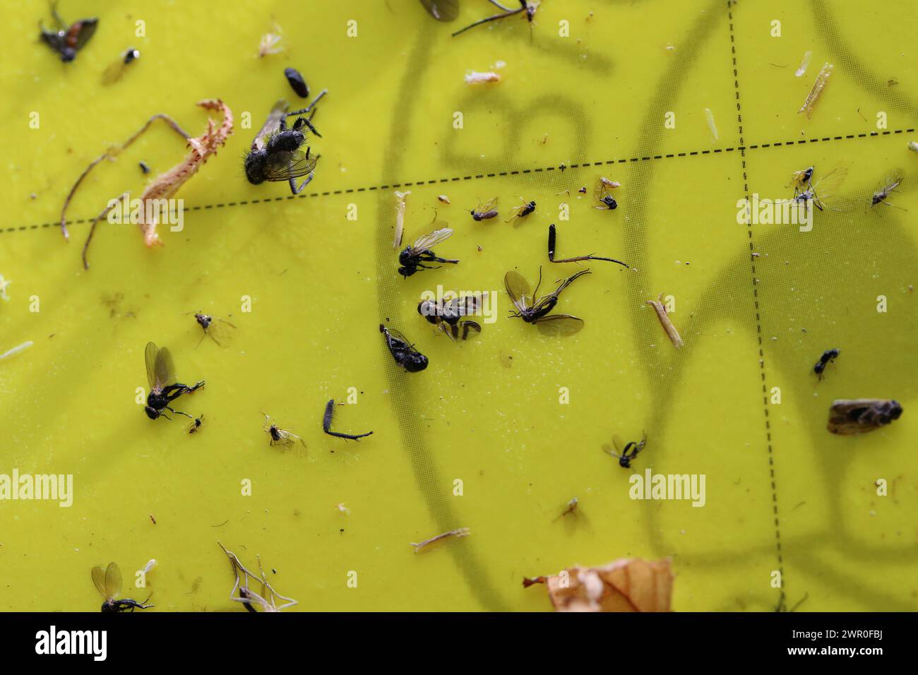 Vue macro d'insectes collés à un piège collant jaune, parmi lesquels la mouche européenne des cerises (Rhagoletis cerasi). Banque D'Images
