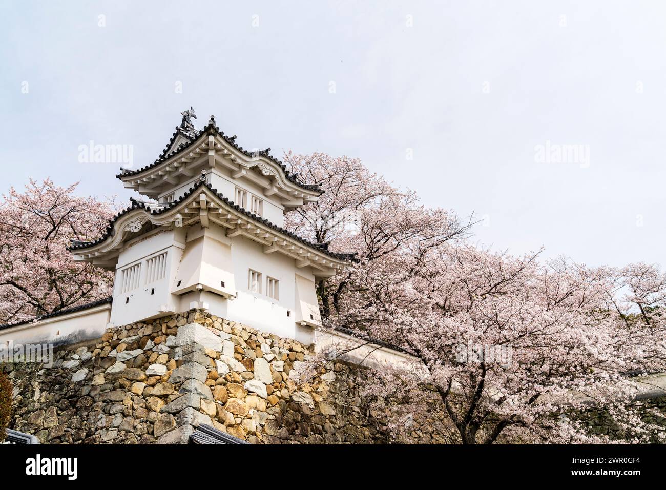 Château de Tatsuno au Japon. Un yagura, tourelle, assis au sommet des murs de pierre d'Ishigaki entouré de cerisiers en fleurs en pleine floraison au printemps. Banque D'Images