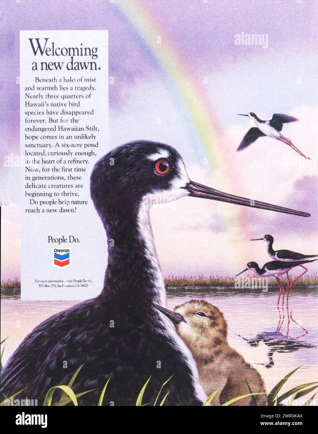 1996 Chevron Corporation ad - pilotis hawaïens - oiseaux indigènes menacés d'extinction d'Hawaï Banque D'Images