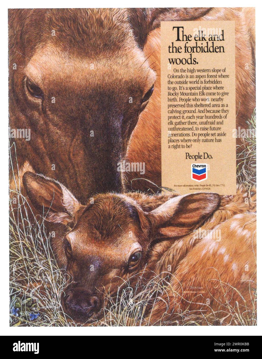 1995 Chevron ad - Elk et Forbidden Woods Rocky Mountains Banque D'Images