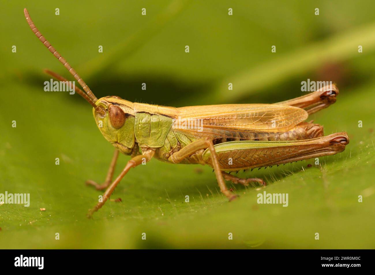 Gros plan détaillé sur la sauterelle de prairie commune, Chorthippus parallelus, assise sur une feuille verte Banque D'Images