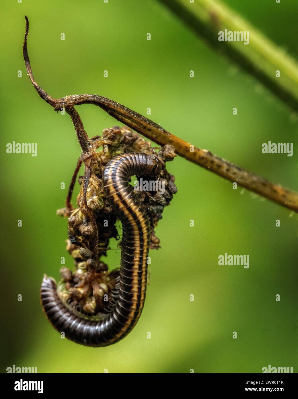 Millipèdes rayés (Ommatoiulus sabulosus) exploration d'une plante à la lumière du jour montrant ses rayures de gingembre visibles, Royaume-Uni Banque D'Images