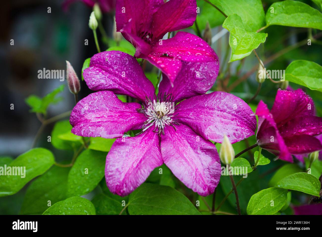 Clématites florissantes dans le jardin. Faible profondeur de champ. Banque D'Images