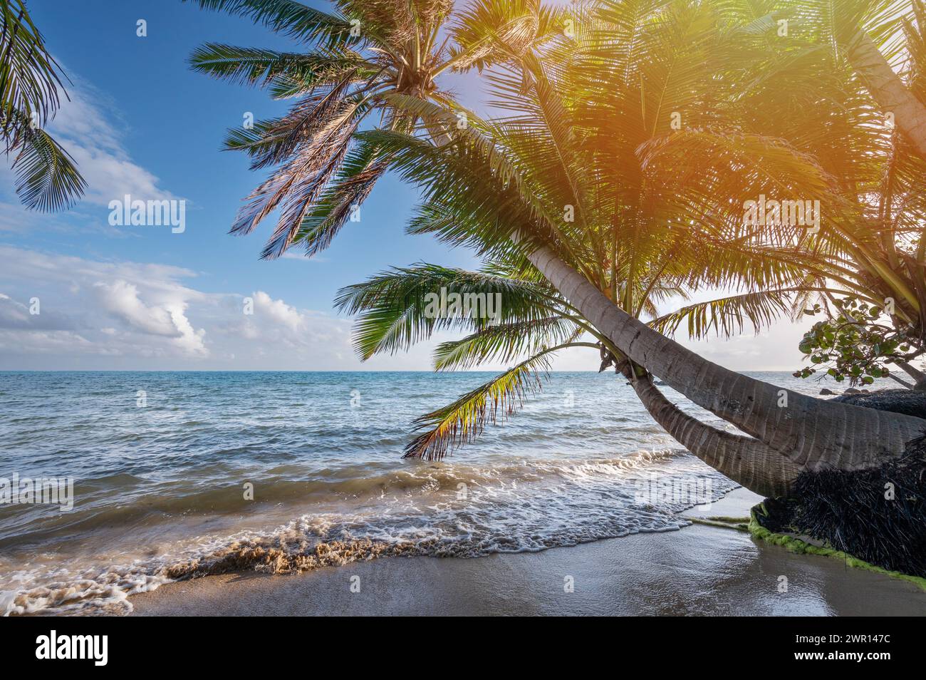 Plage tropicale de sable avec lever de soleil doré. Fond de palmier Banque D'Images