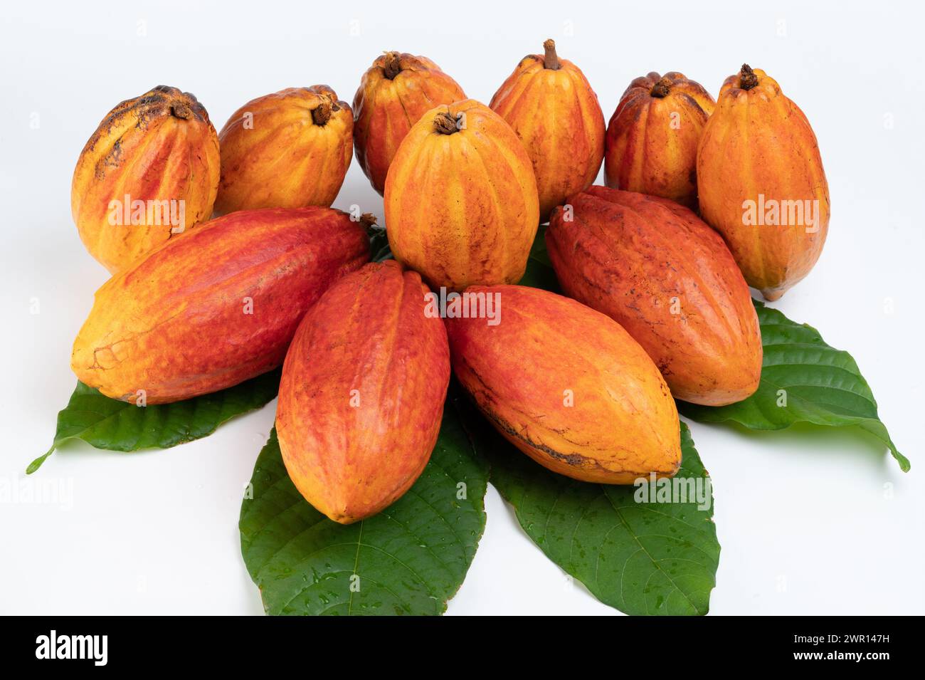 Grand groupe de gousses de cacao avec des feuilles isolées sur fond blanc de studio Banque D'Images Grand groupe de gousses de cacao avec des feuilles isolées sur fond blanc de studio Banque D'Images