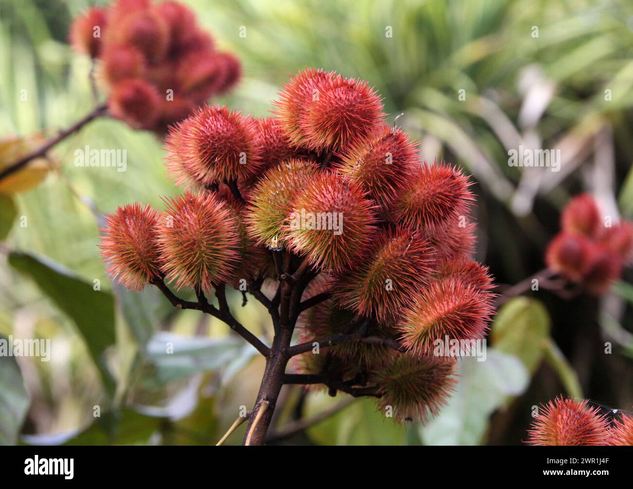 L'achiote ou arbre à lèvres, Bixa orellana, est un arbuste ou un petit arbre originaire de la région tropicale des Amériques. Amérique du Nord, centrale et sud Banque D'Images