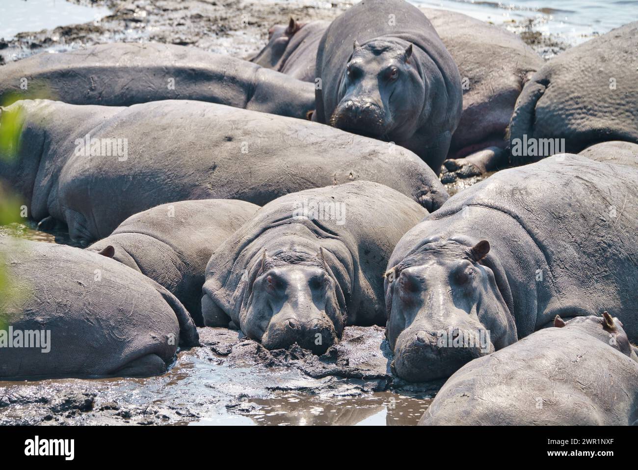 Un gousse d'hippopotame couché dans l'eau boueuse d'un point d'eau se refroidissant pendant la période chaude de la journée Banque D'Images