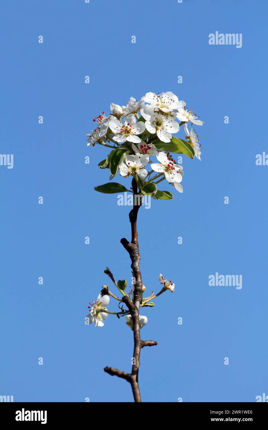 Branche de poire sombre mince unique avec des grappes de petites fleurs en fleurs à croissance dense avec des pétales blancs larges et plats à texture veloutée douce Banque D'Images