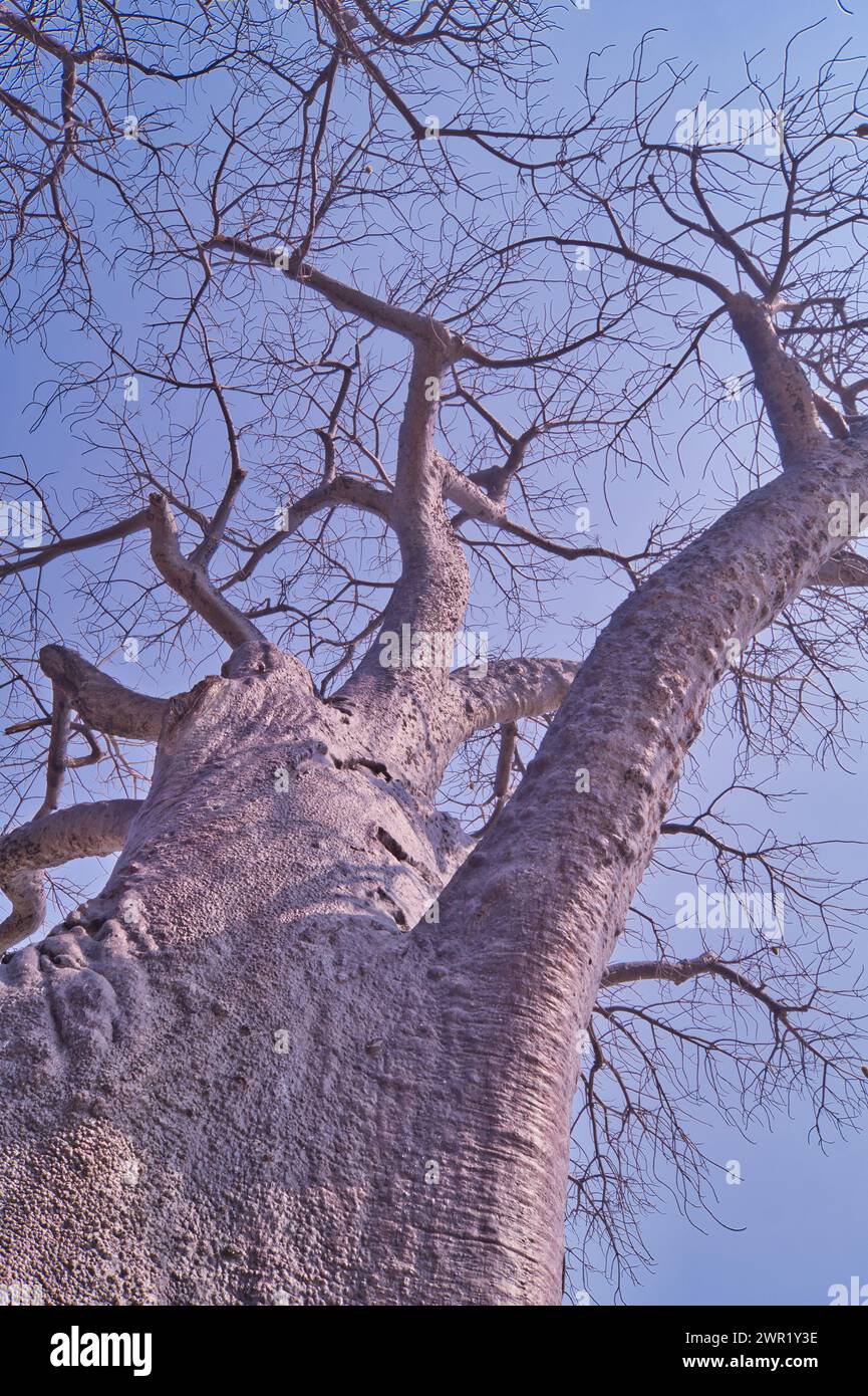 Baobabs en Afrique. Base large et plateau compact montré en hiver sans feuilles et fruits. Banque D'Images