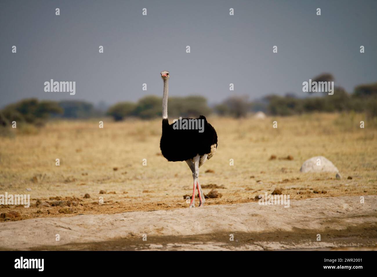 Une autruche mâle sur les plaines ouvertes et la savane d'Afrique Banque D'Images