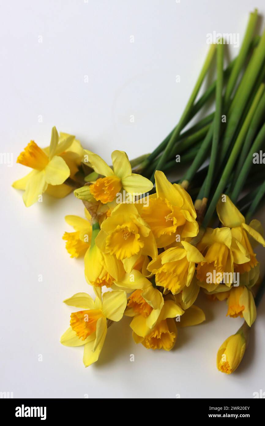 Bouquet de jonquilles jaunes. Concept de saison de Pâques. Carte de voeux de Pâques. Banque D'Images