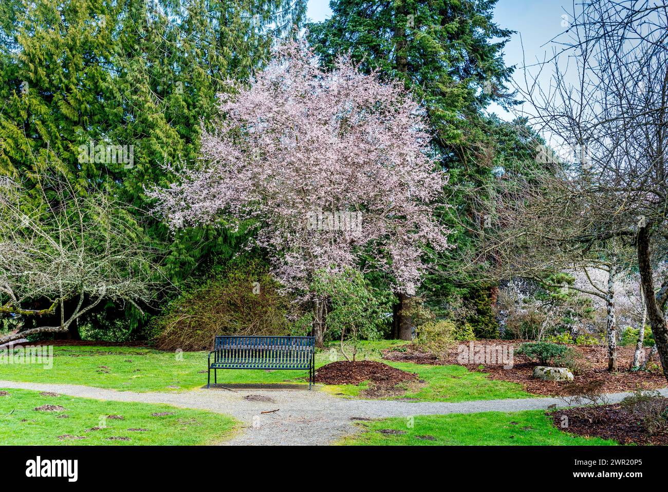 Un cerisier fleurit dans un jardin à Seatac, Washington. Banque D'Images