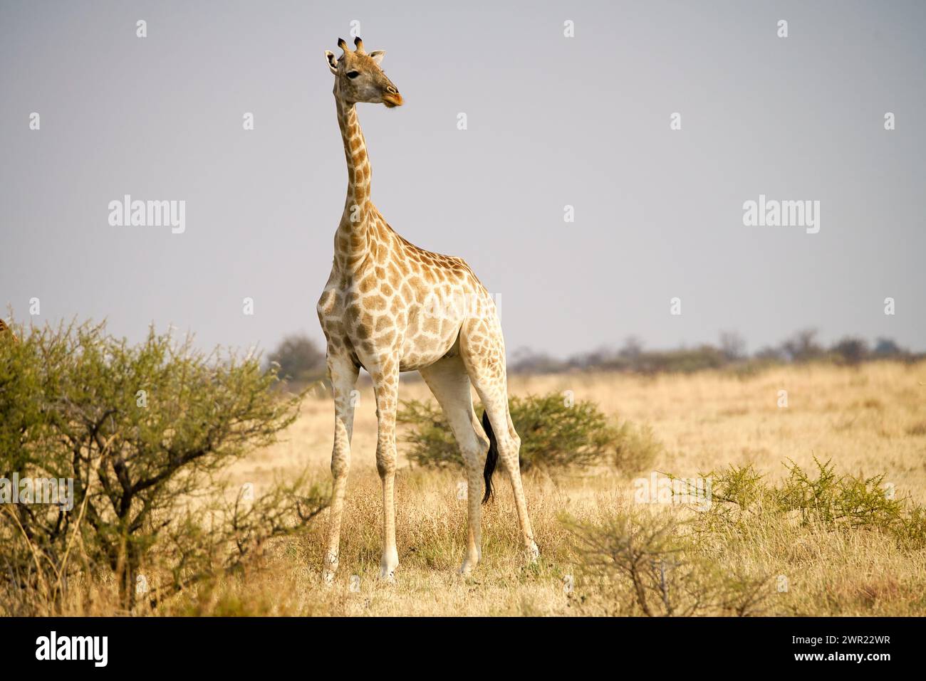Girafe sur les plaines ouvertes d'Afrique Banque D'Images