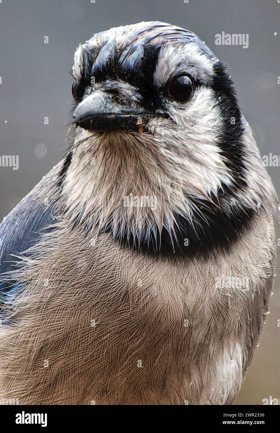 Un Bluejay arrive sur le pont Banque D'Images