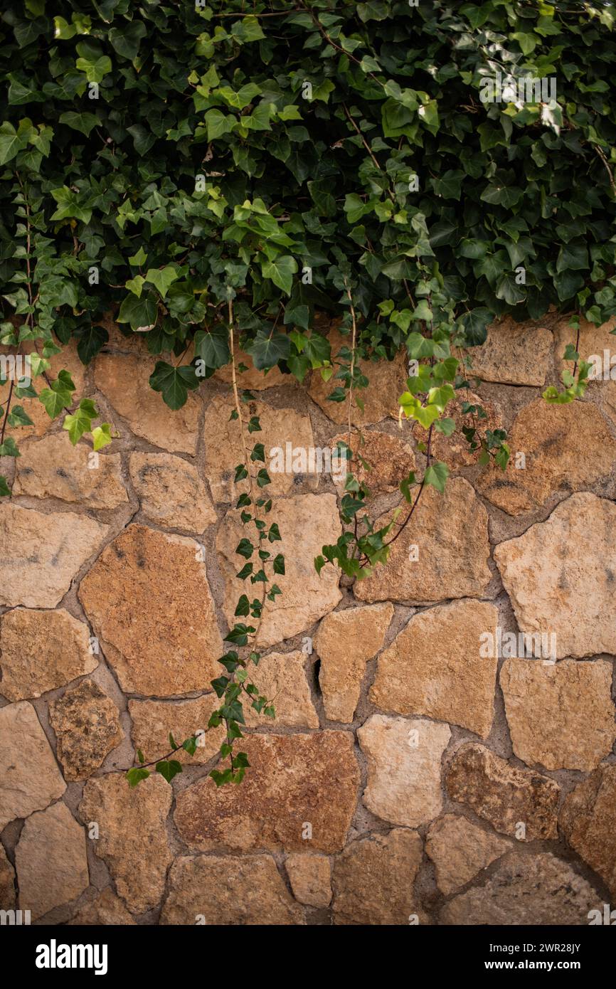 Mur de pierre avec lierre dans Sant Feliu de Guíxols Banque D'Images