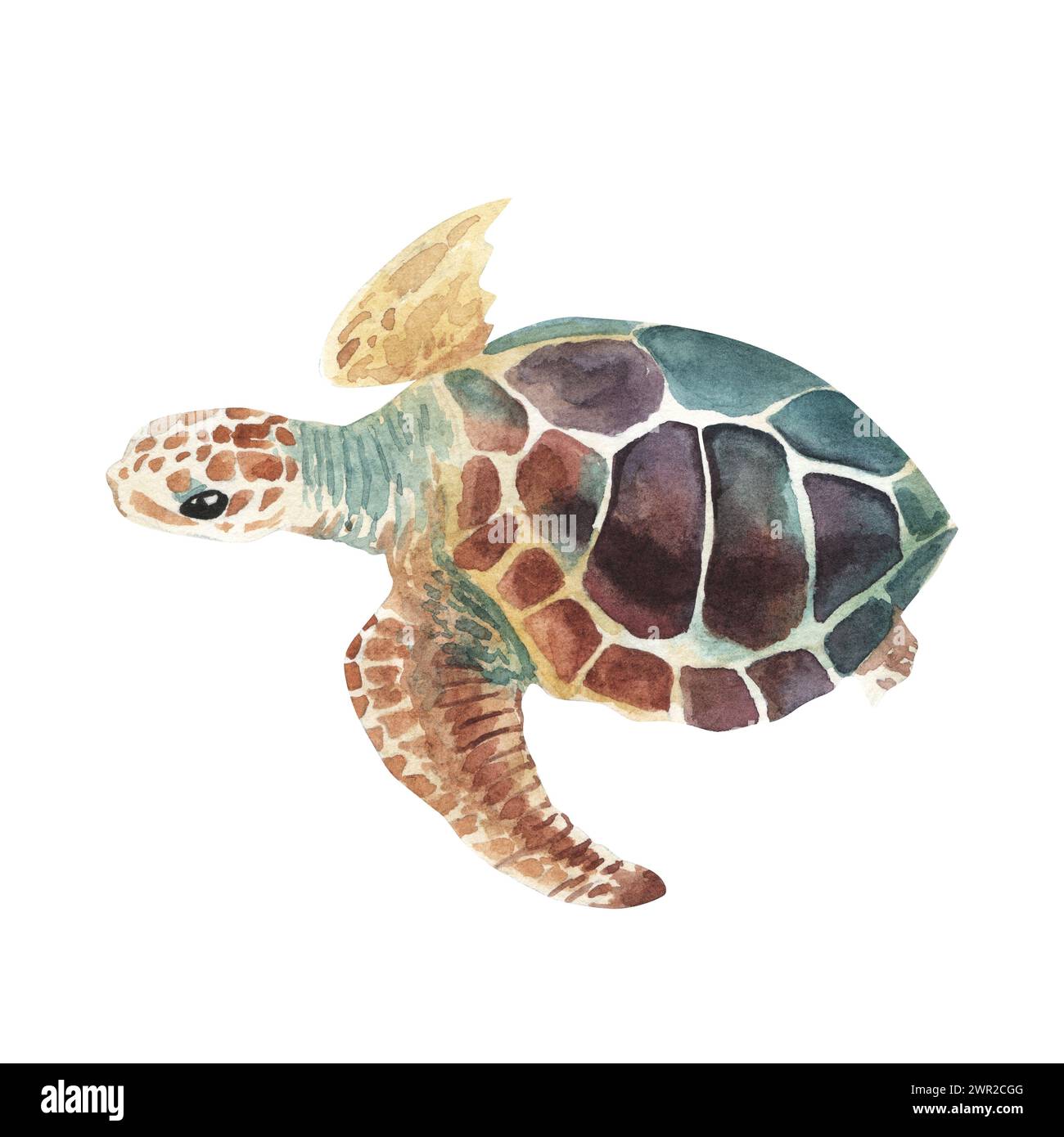 Tortue de mer. Dessin réaliste, artistique et coloré d'une tortue de mer sur un fond blanc dans un style aquarelle. Tortue de mer Turquoise Oceanlife Art Banque D'Images