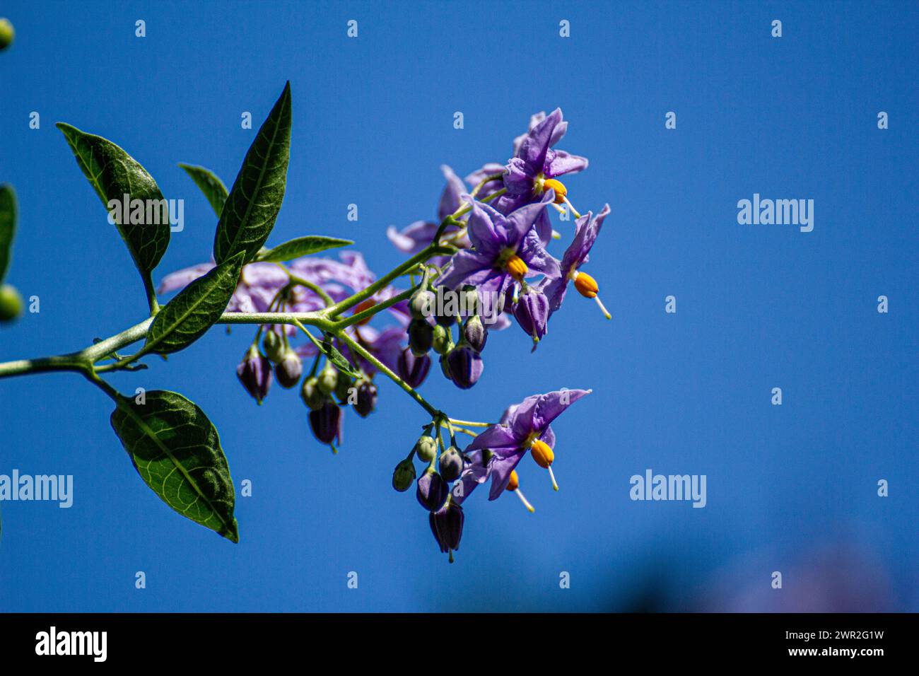 Fleurs de Solanum crispum Banque D'Images