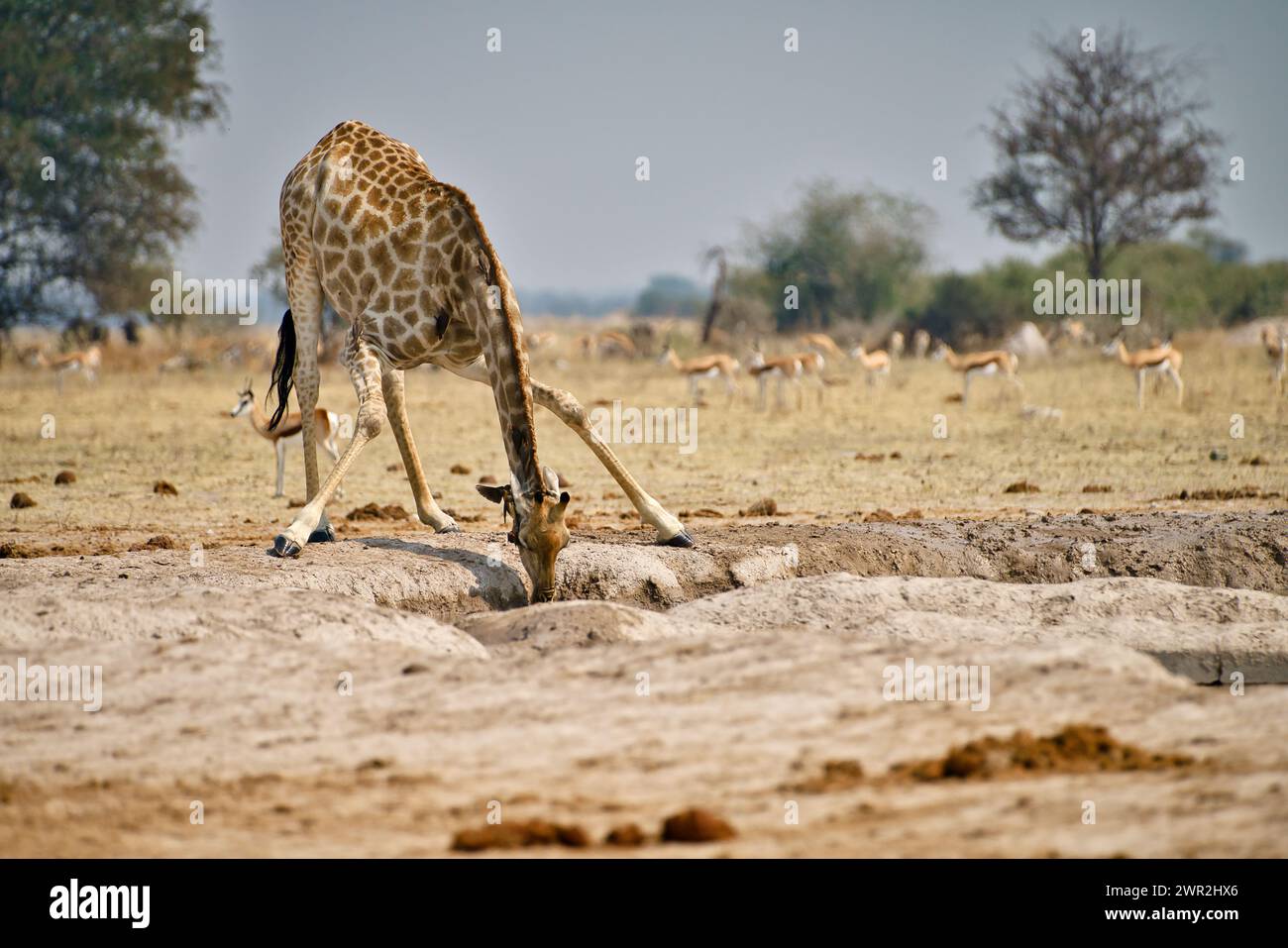 Une girafe africaine se penchant pour boire dans un trou d'eau sur la savane africaine. Banque D'Images