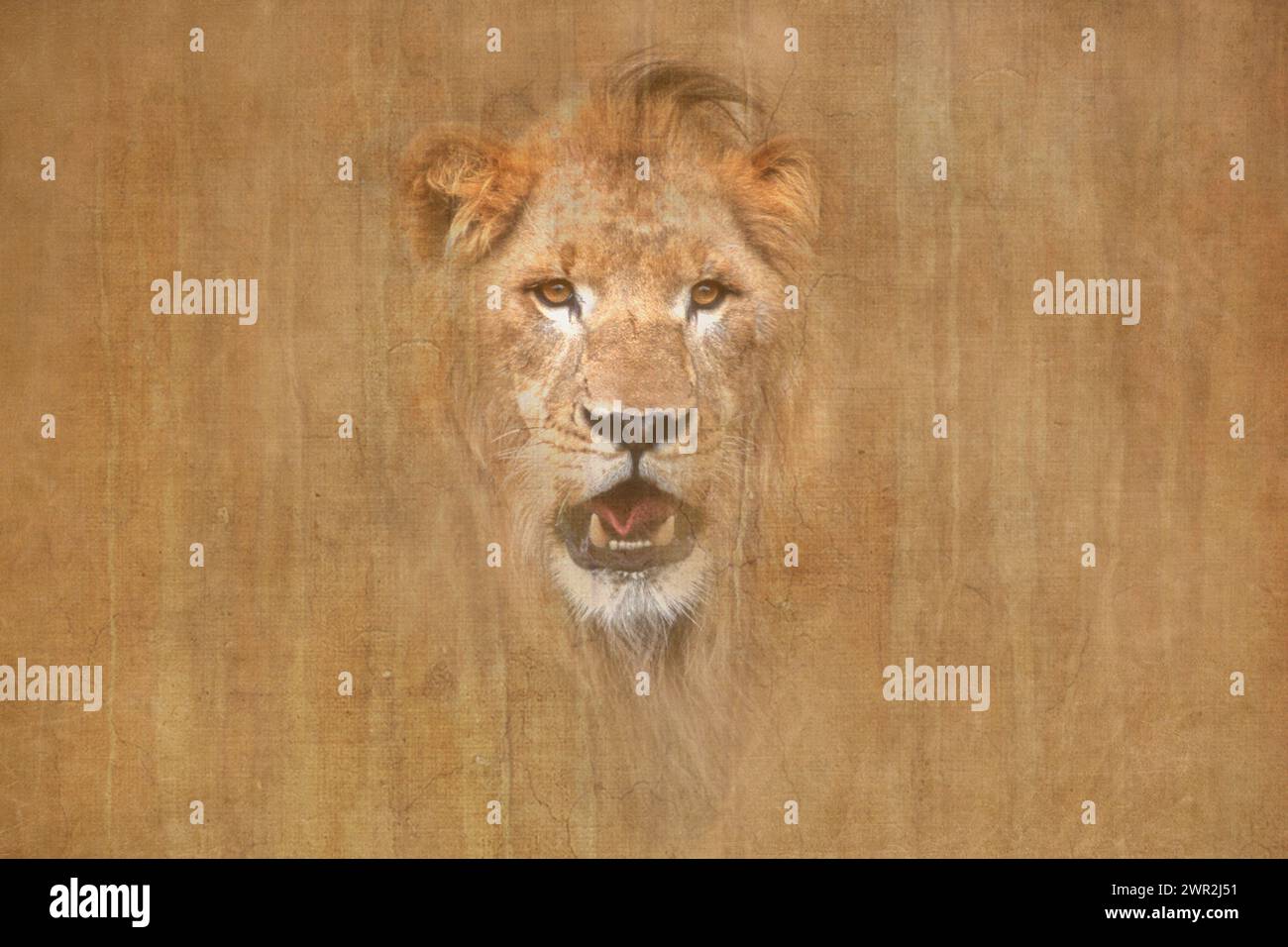 Afrique ; Kenya ; faune ; chats ; Lion; Leo Leo Banque D'Images