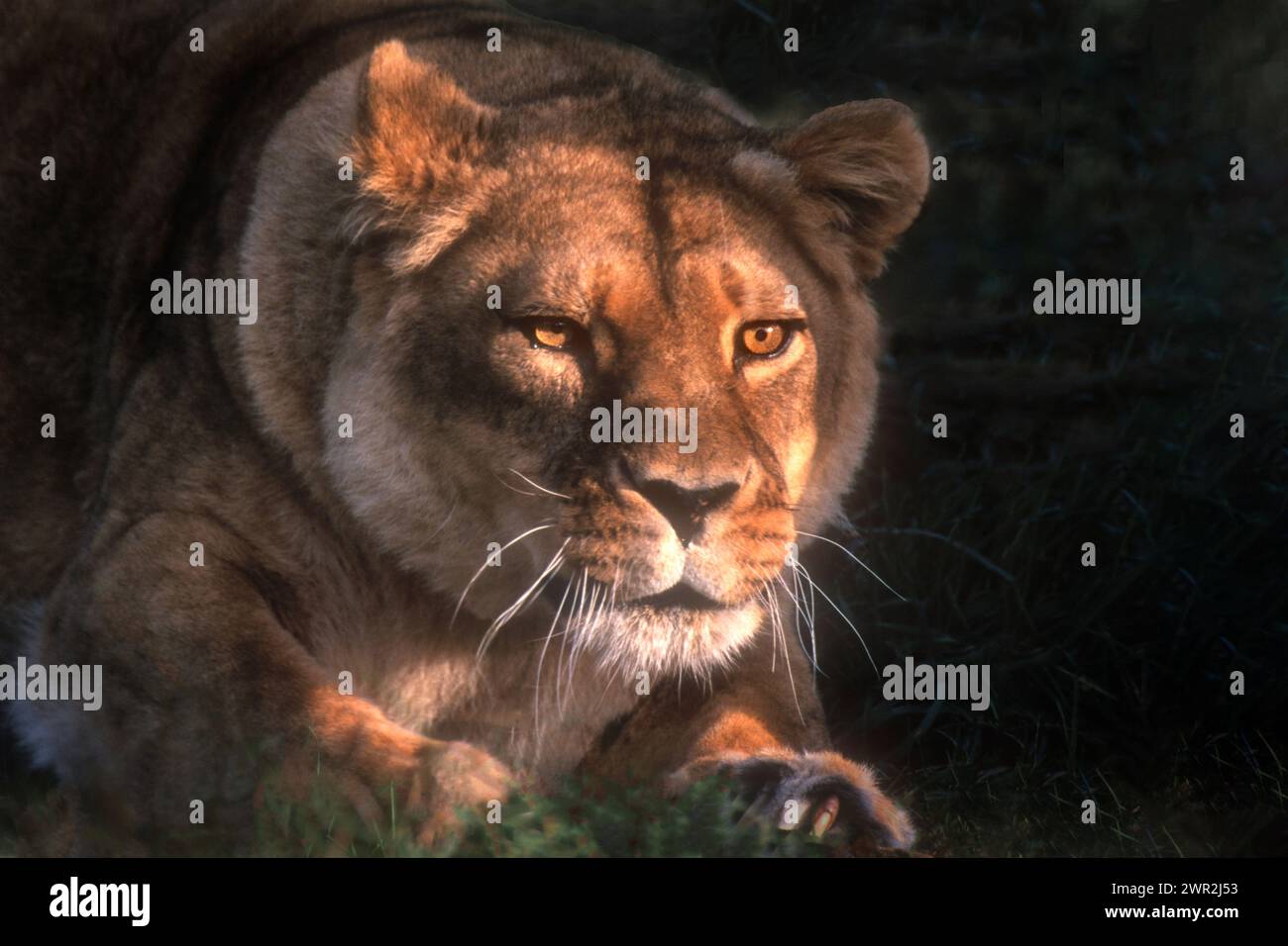 Afrique ; Kenya ; faune ; Predator ; Cat; lion africain ; Panthera leo ; Lionne. Banque D'Images