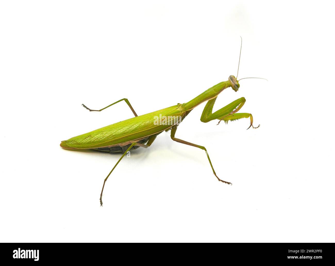 Européenne femelle ou Mantis Mantis religiosa, Mante religieuse, in front of white background Banque D'Images