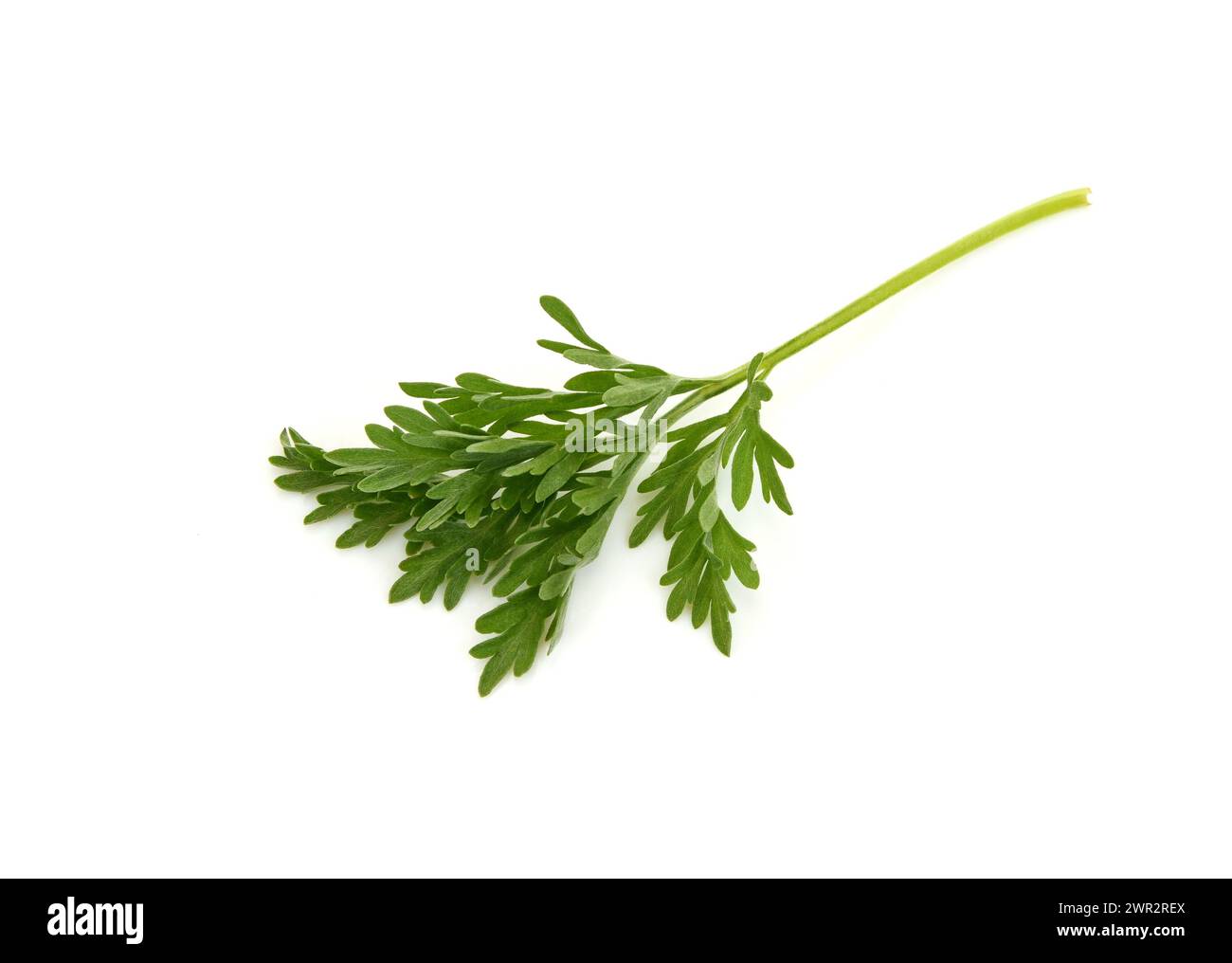 Artemisia absinthium isolé sur fond blanc. Artemisia, armoise, armoise. Banque D'Images