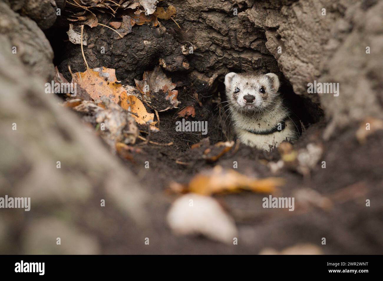 Furet pendant le voyage et marcher dans le parc d'automne en profitant de l'exploration Banque D'Images