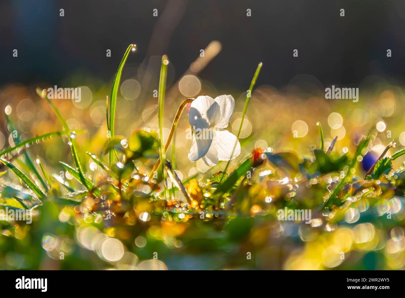 Fleur d'primevère blanche debout seule parmi les brins d'herbe au lever du soleil, rosée matinale sur l'herbe, foyer sélectif. Banque D'Images