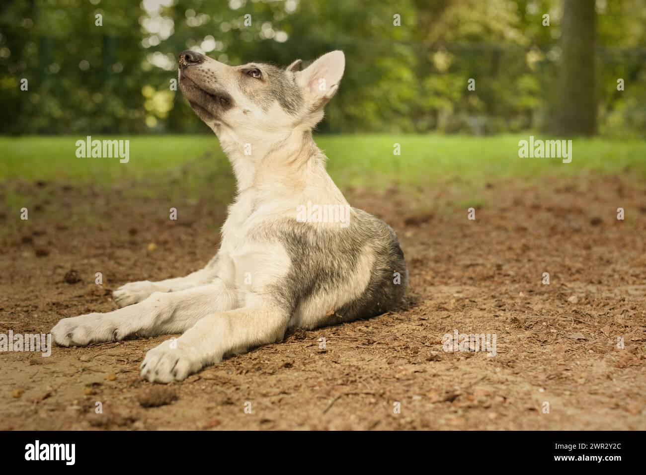 Chiot mâle de chien de loup tchécoslovaque jouissant de jeux en plein air Banque D'Images