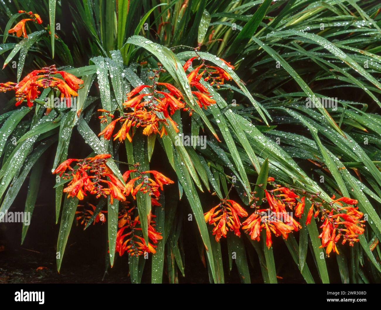 Fleurs orange-rouge brillantes de Crocosmia masoniorum (Montbretia géant) avec un feuillage vert humide avec des gouttelettes d'eau poussant dans le jardin anglais, Royaume-Uni Banque D'Images
