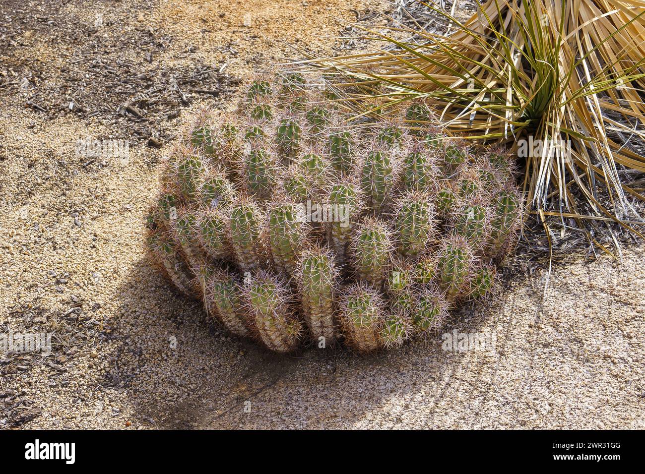 Cactus Mojave Mound (Echinocereeus triglochiderus) dans le parc national de Joshua Tree, Californie Banque D'Images