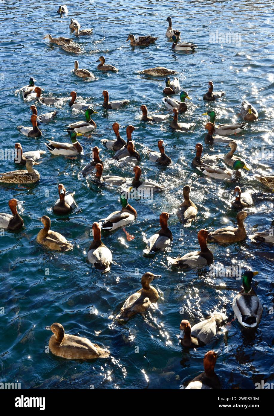 Frénésie de canard à Lake Mead Marina Banque D'Images