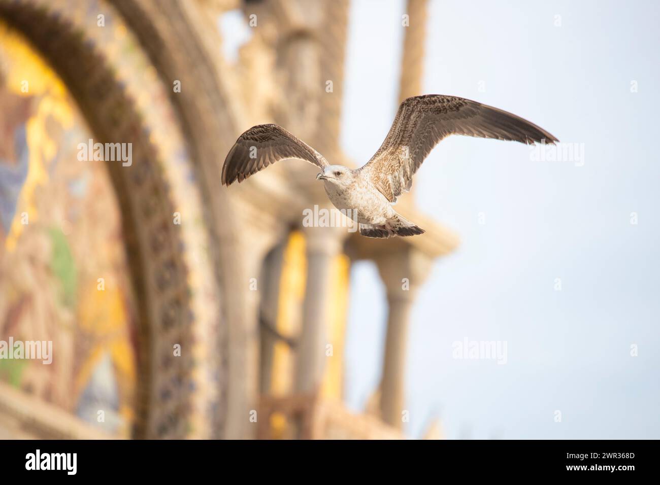 Seagull flying à Venise Banque D'Images