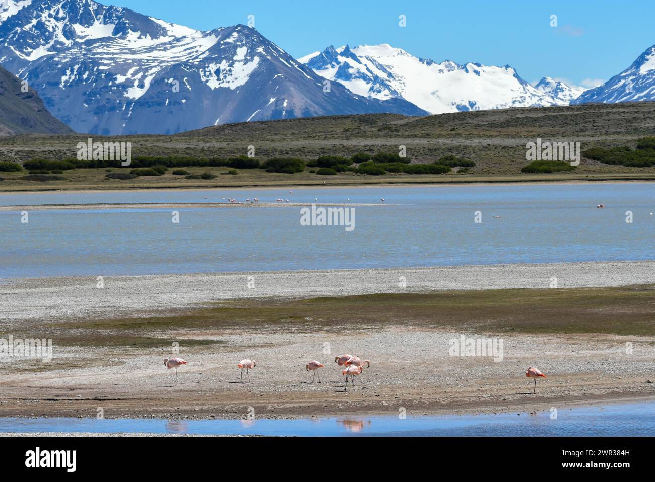 Flamants roses chiliens (Phoenicopterus chilensis) dans leur habitat naturel dans le parc national Perito Moreno, Patagonie, Argentine Banque D'Images