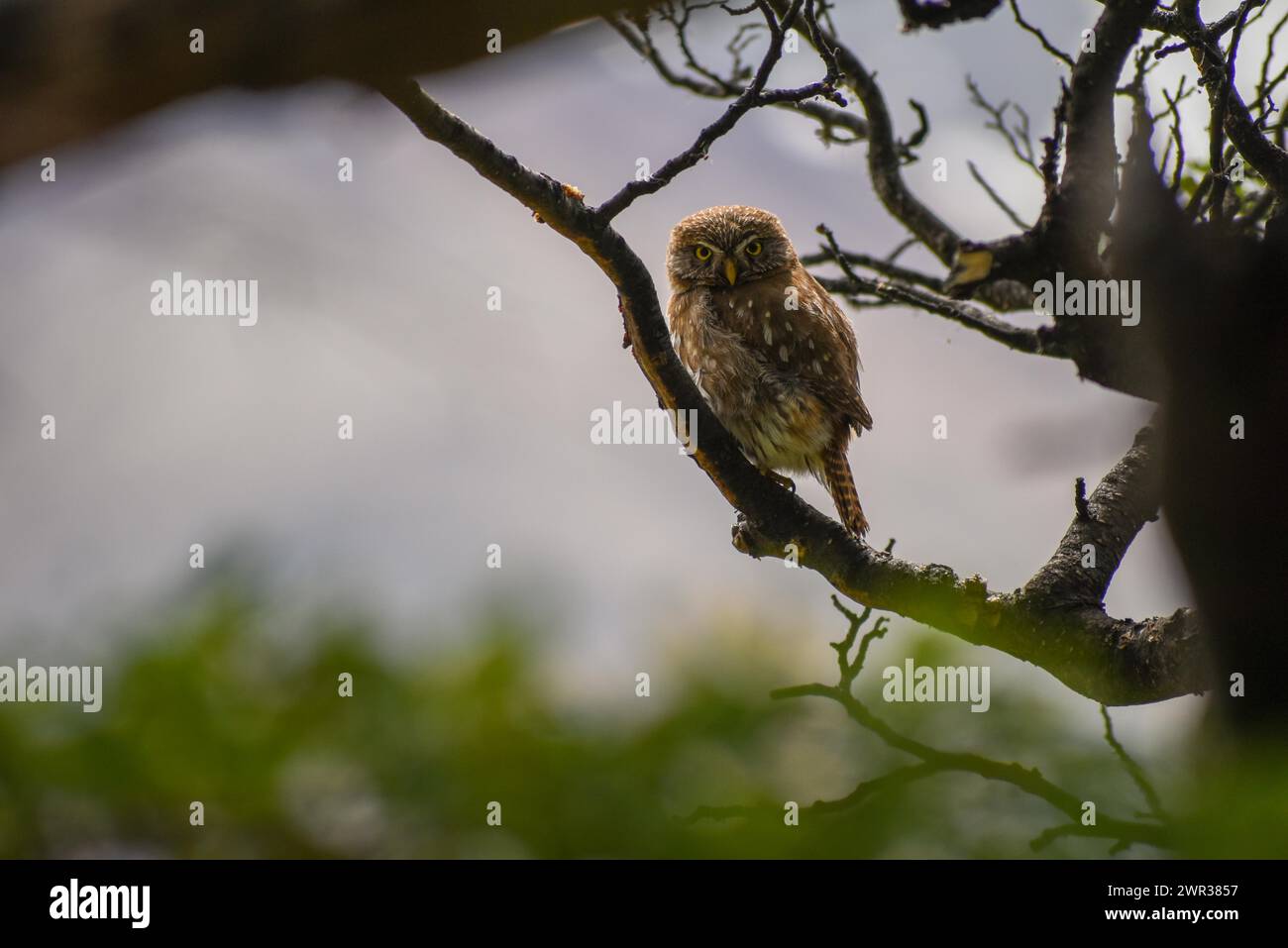 Chouette pygmée australienne (Glaucidium nana), vue dans le parc national Perito Moreno, Patagonie, Argentine Banque D'Images