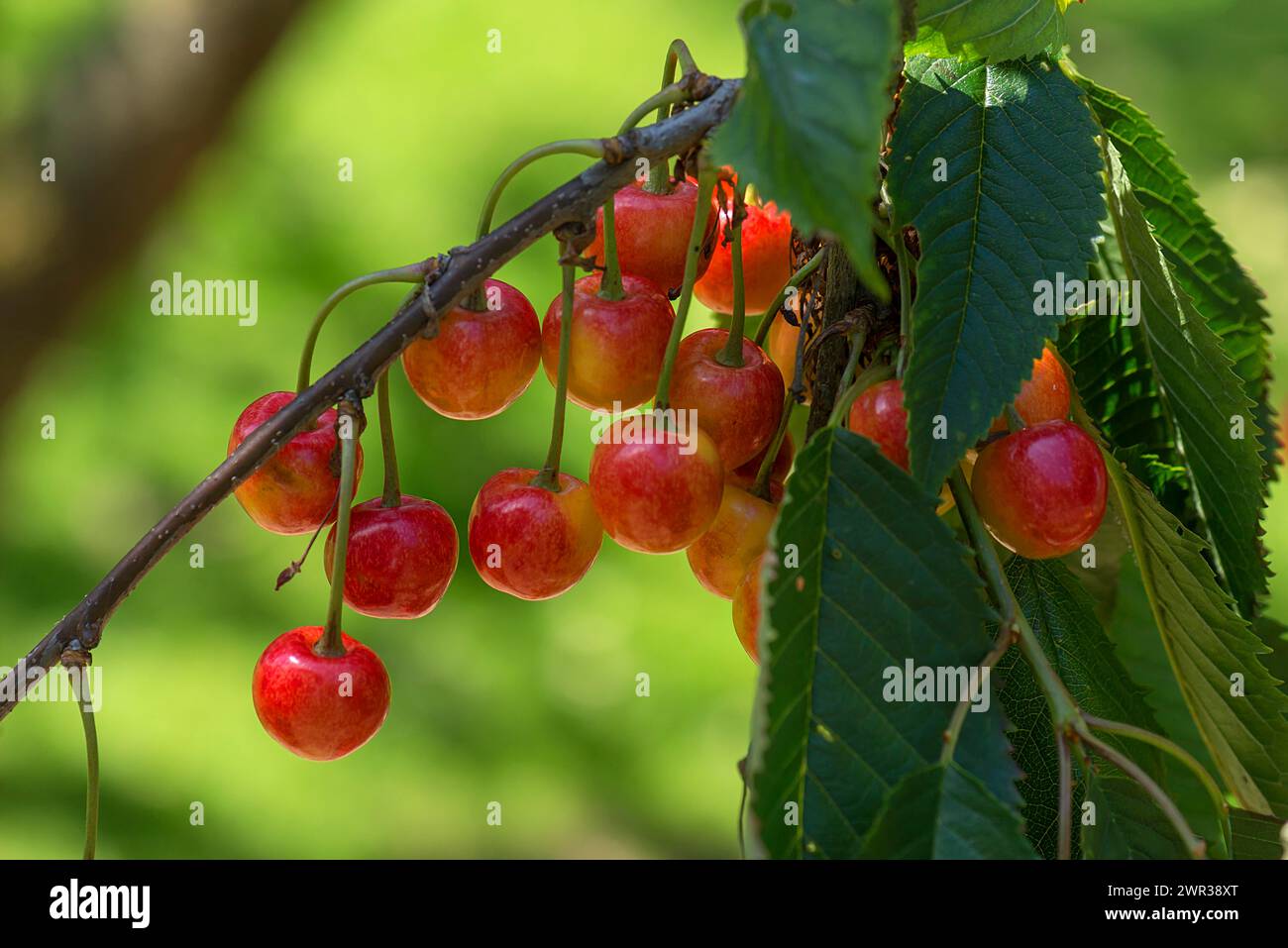 Cerises sauvages (Prunus avium) sur un arbre, Bavière, Allemagne Banque D'Images